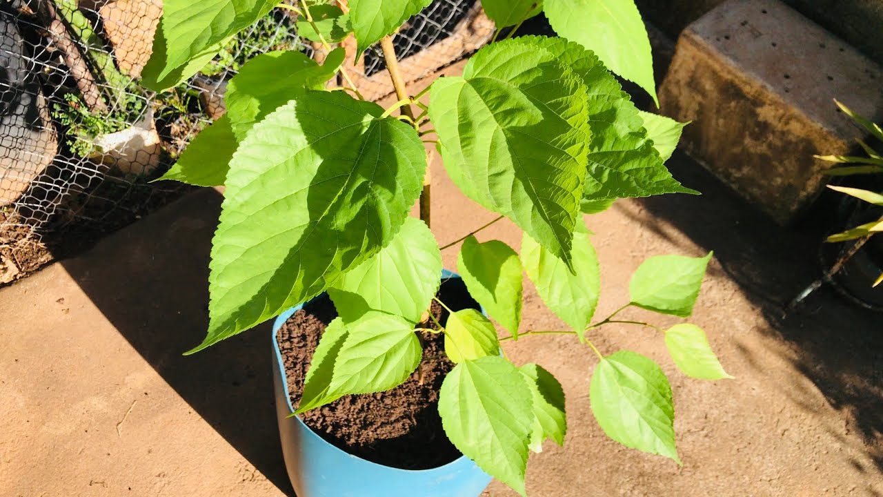 COMO PLANTAR AMORA EM VASO CORRETAMENTE