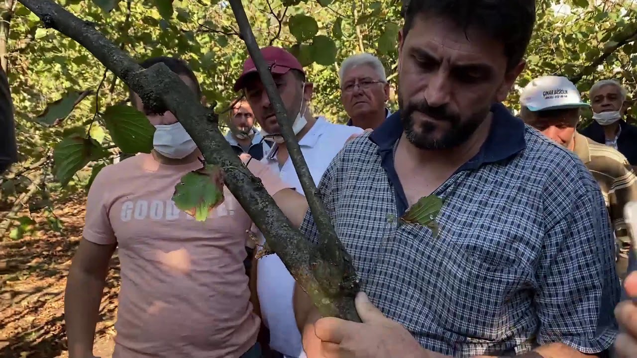 (4. Kısım) Paralı Köyü Fındık Ağacı Yetiştirme ve Budama eğitimi