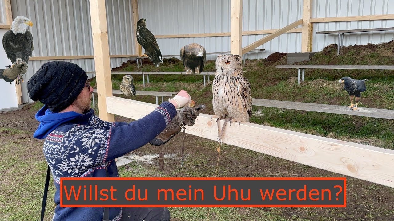 Gut oder schlecht? Immerhin ein Video 🦅🦉😊 - Greifvogelwarte Feldatal