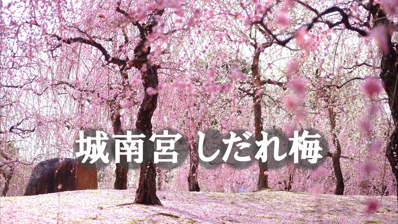 2025年３月21日満開だった城南宮しだれ梅