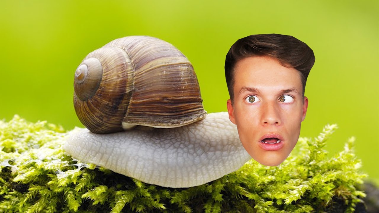 Ich bin eine SCHNECKE