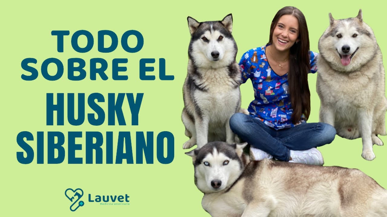 TODO LO QUE DEBES SABER SOBRE EL HUSKY SIBERIANO - Lauvet