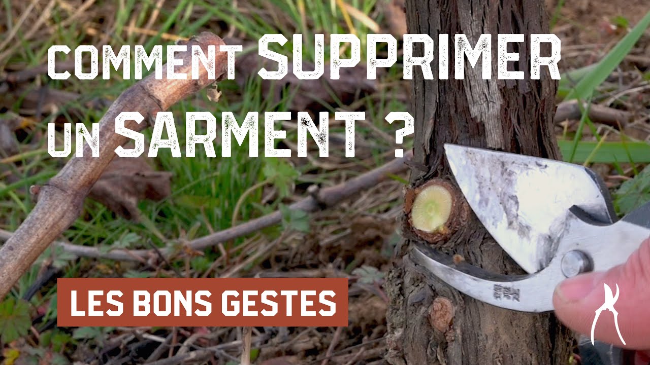 Comment supprimer un sarment de vigne à la taille ? - Taille de la vigne