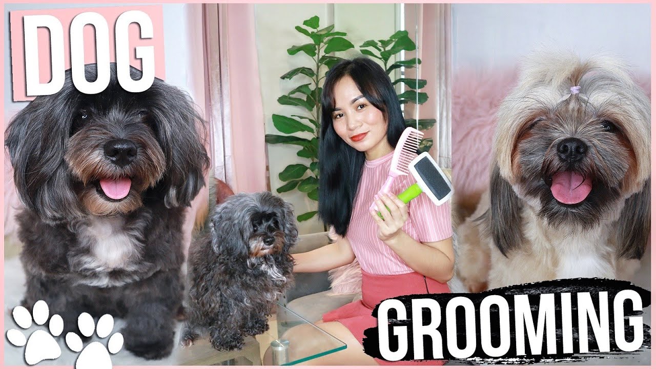 DIY DOG GROOMING Tutorial for Beginners ❤️
