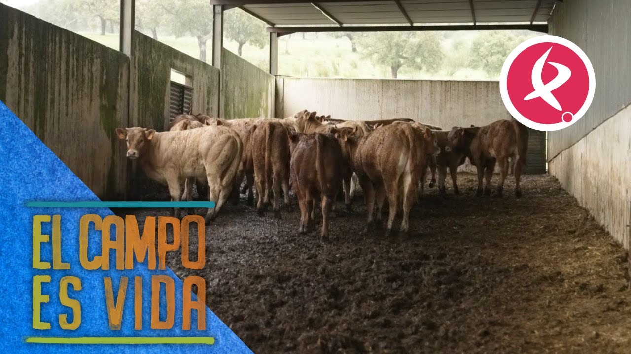 El cebadero de María está en pleno rendimiento | El campo es vida
