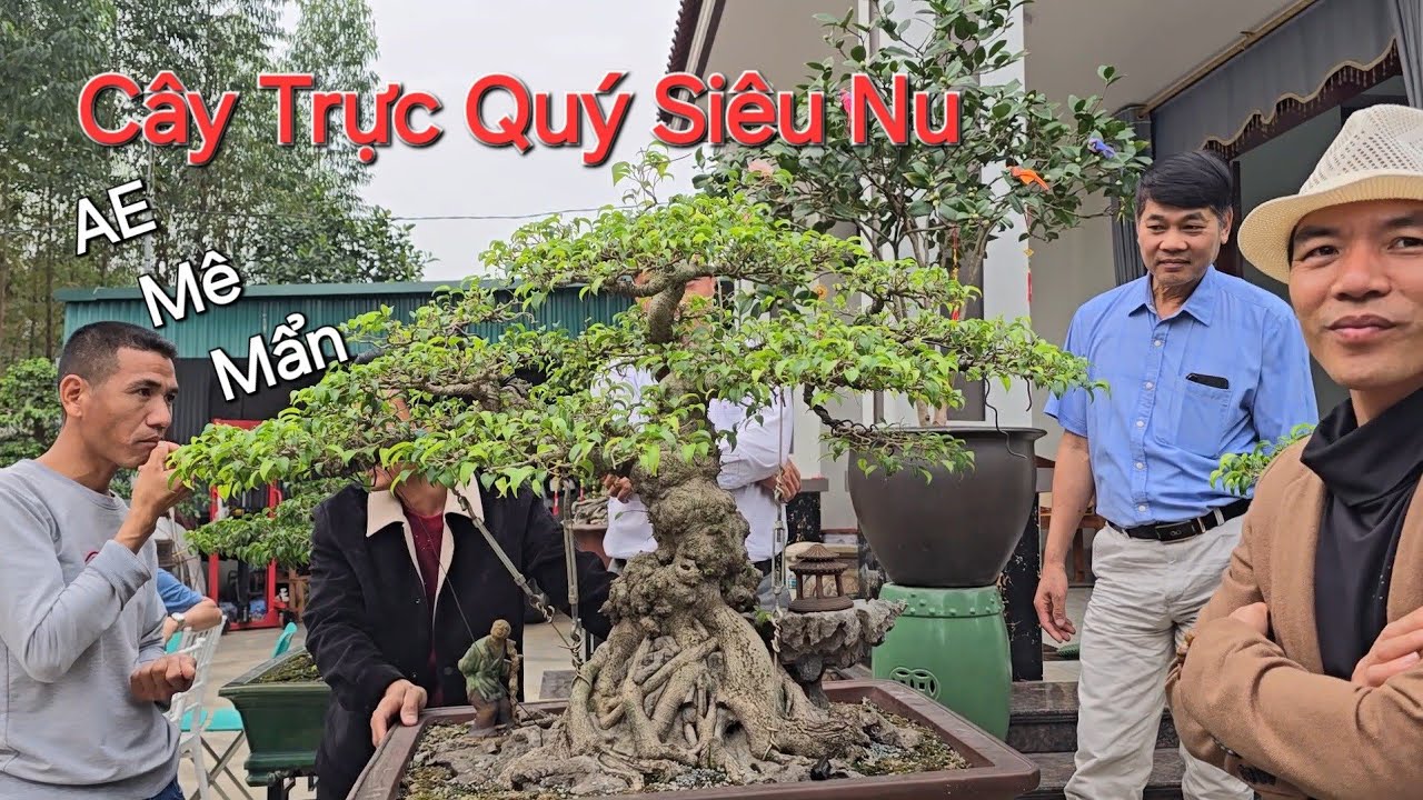 CÂY TRỰC ĐẶC BIỆT SIÊU NU * Đại Lộc Đáo Gia * của ĐỨC HUY khiến AE SAY ĐẮM ...