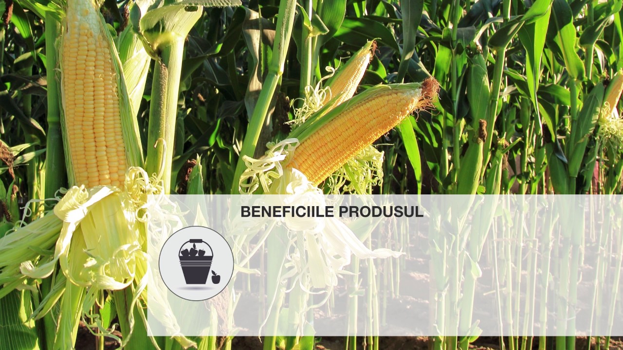 AKRIS®: erbicid BASF pentru porumb