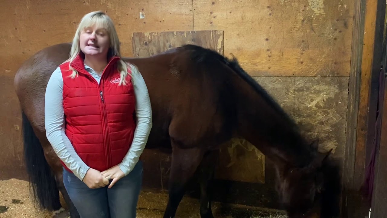 Signs that your horse might be sick