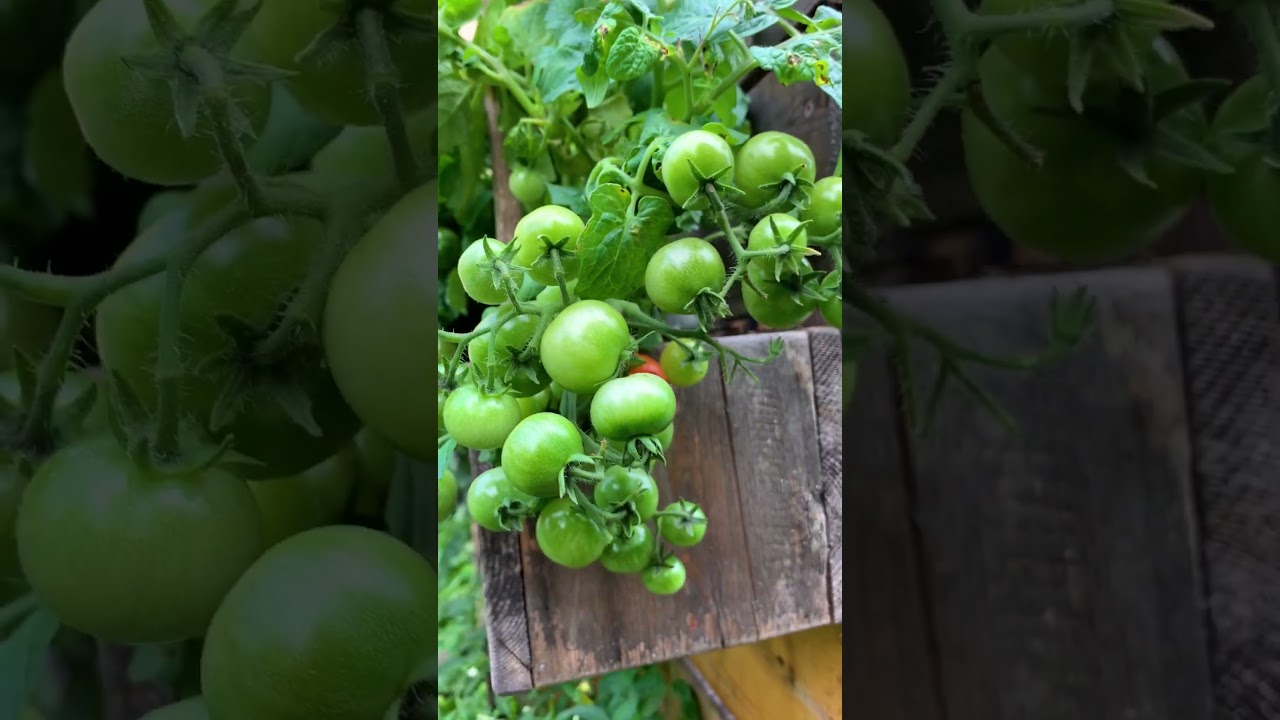 Tiny tomatoes that are less than a foot tall. Vilma and Aztek Micro