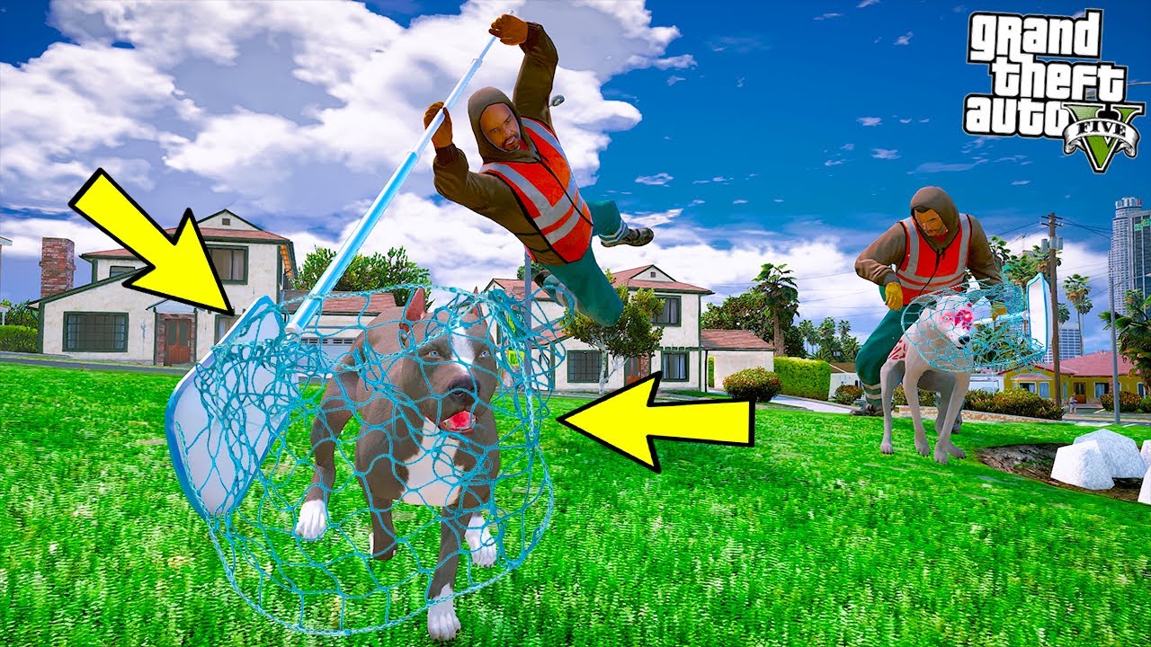 BELEDİYE YAVRU PİTBULL'U YAKALIYOR VE BARINAĞA GÖTÜRÜYOR! - GTA 5