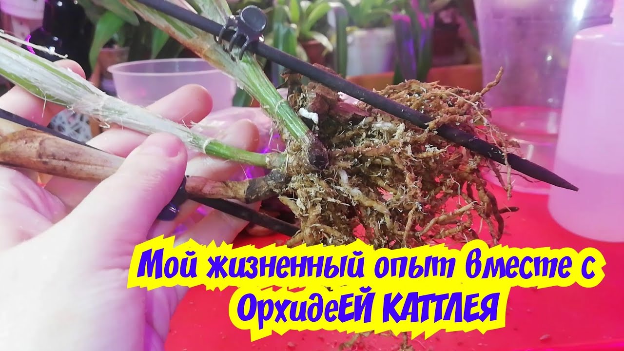 ПРО орхидеи КАТТЛЕИ✔️СЕКРЕТ ХОРОШЕГО РОСТА И ЦВЕТЕНИЯ✔️/MOSCOW VLOG/