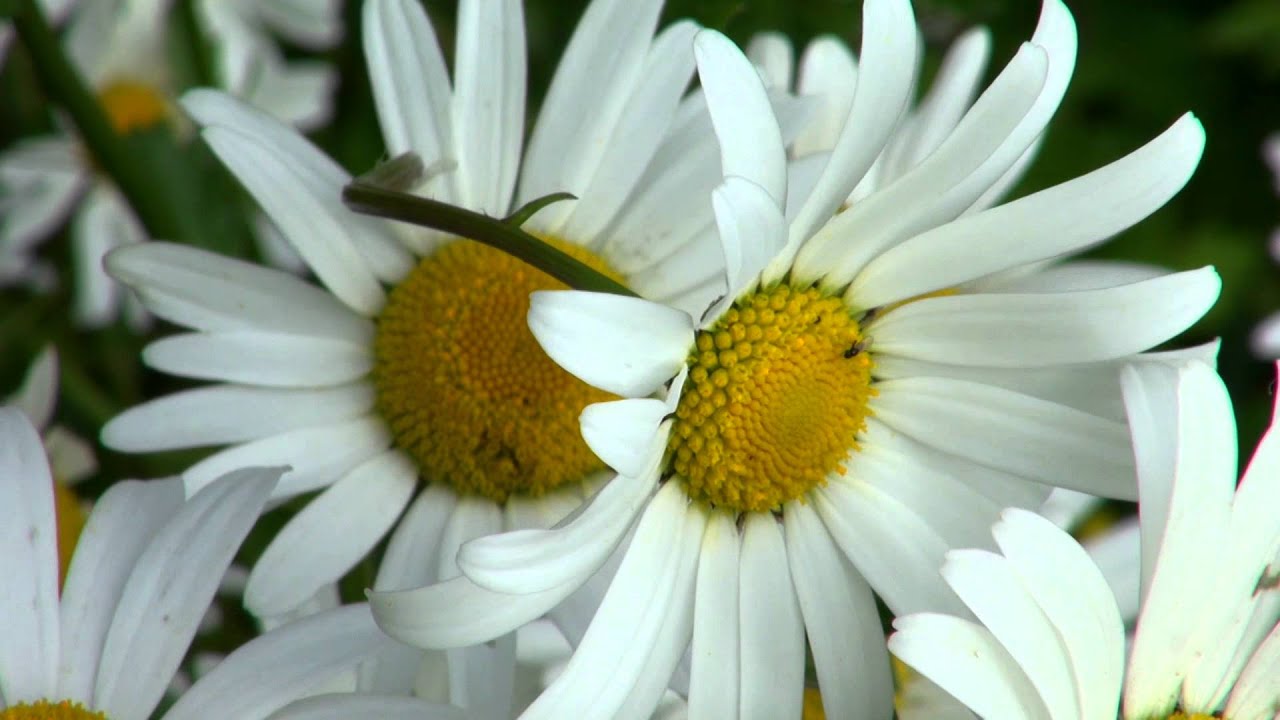 Sony HXR-NX70E -  test -1