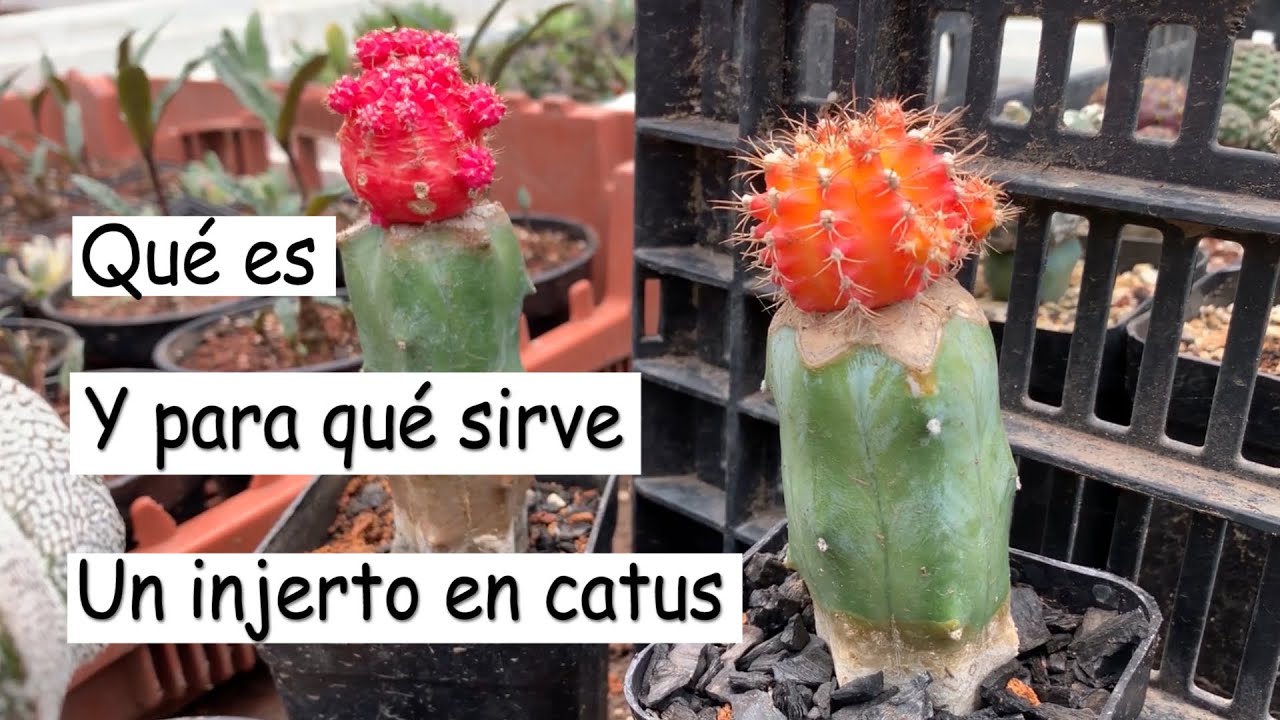 Qué es y para qué sirve un injerto en cactus | Desierto Verde