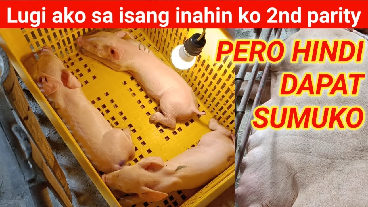 Pig farming. Lugi ako sa isang inahin ko 2nd parity pero di dapat sumuko l Dodong Villaran
