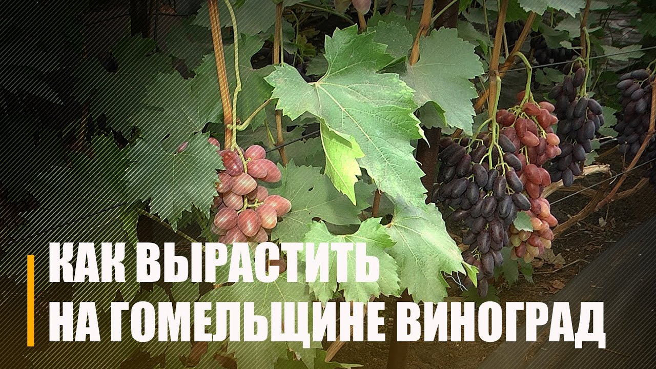 Уже и не экзотика. На Гомельщине собрали большой урожай винограда
