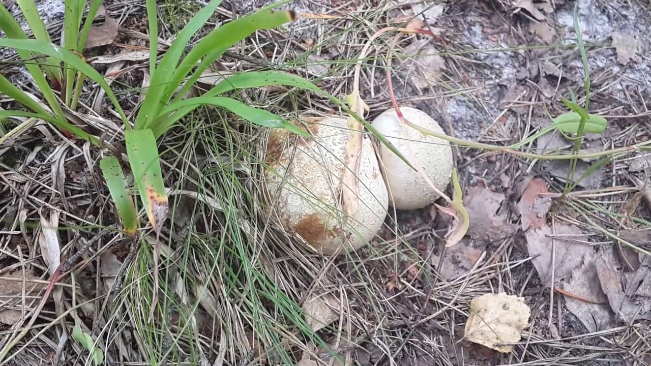 Ложнодождевик (Scleroderma aurantiacum)  - описание