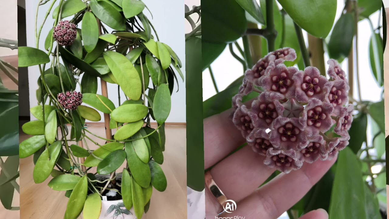 Крупные хойи🌿🦒🐘 в моей коллекции 💚Archboldiana, Pubicalyx silver pink, Meliflua, Fraterna.