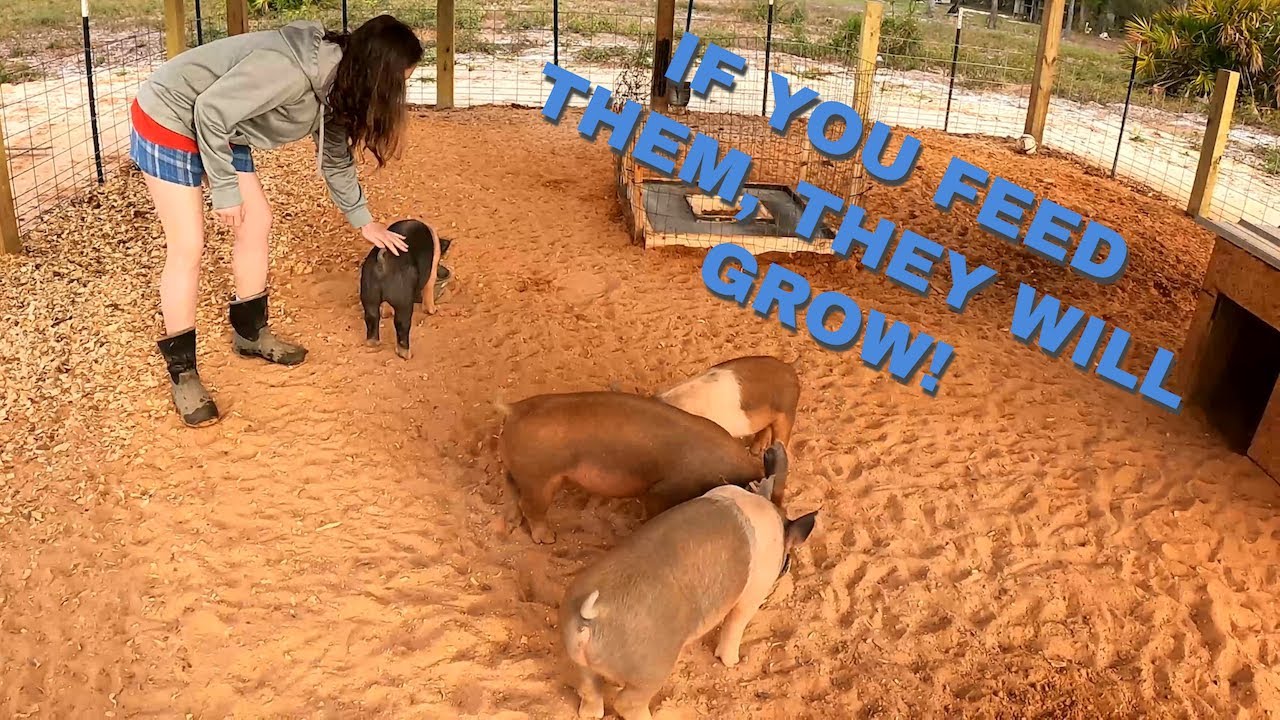 If You Want That Meat, Your Pigs Gotta Eat! Cleaning up the new feeder & a new concrete slab.