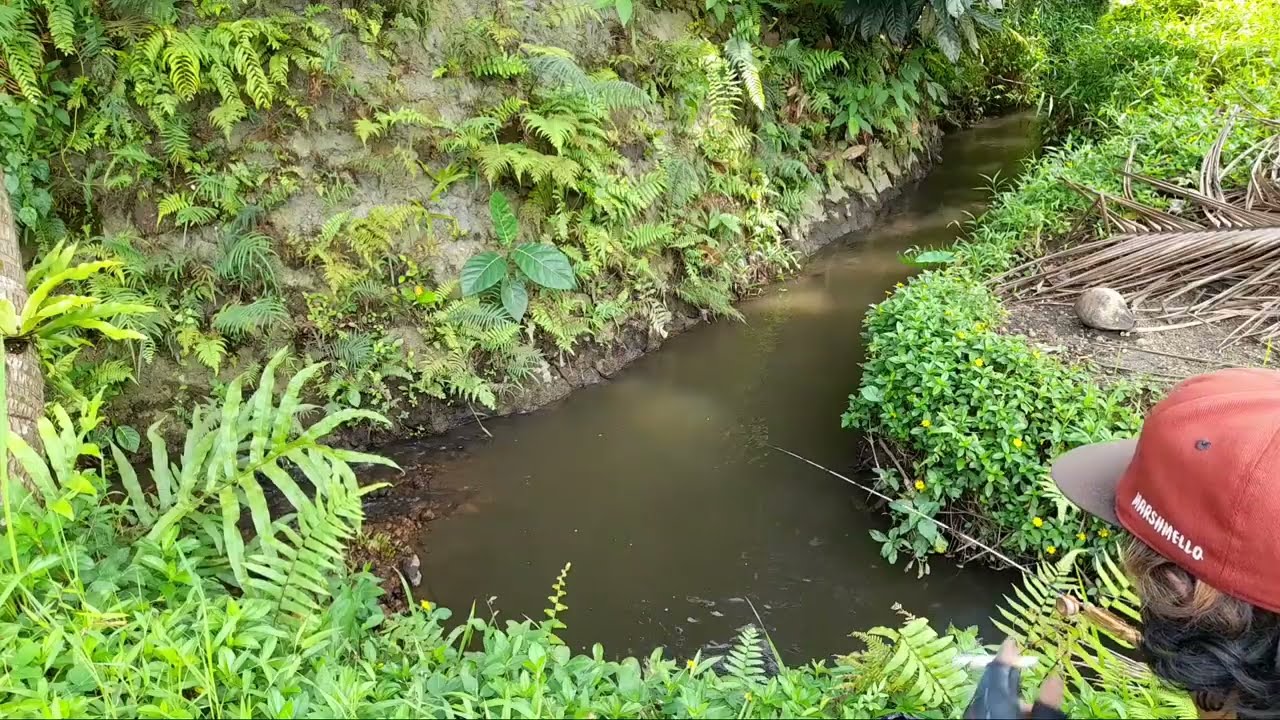 GACOR POL !!pesta ikan nila di kubangan pembuangan kolam