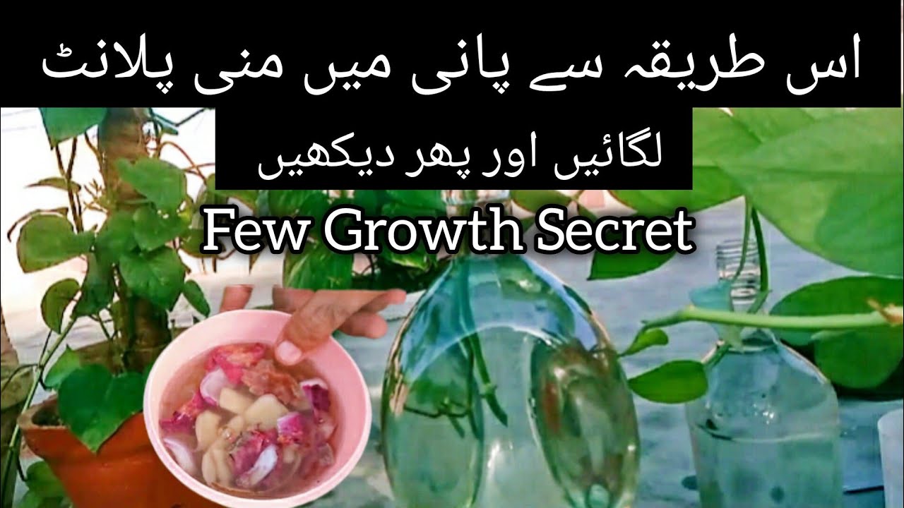 🔴How to grow Money plants in water bottle Few Secret information.