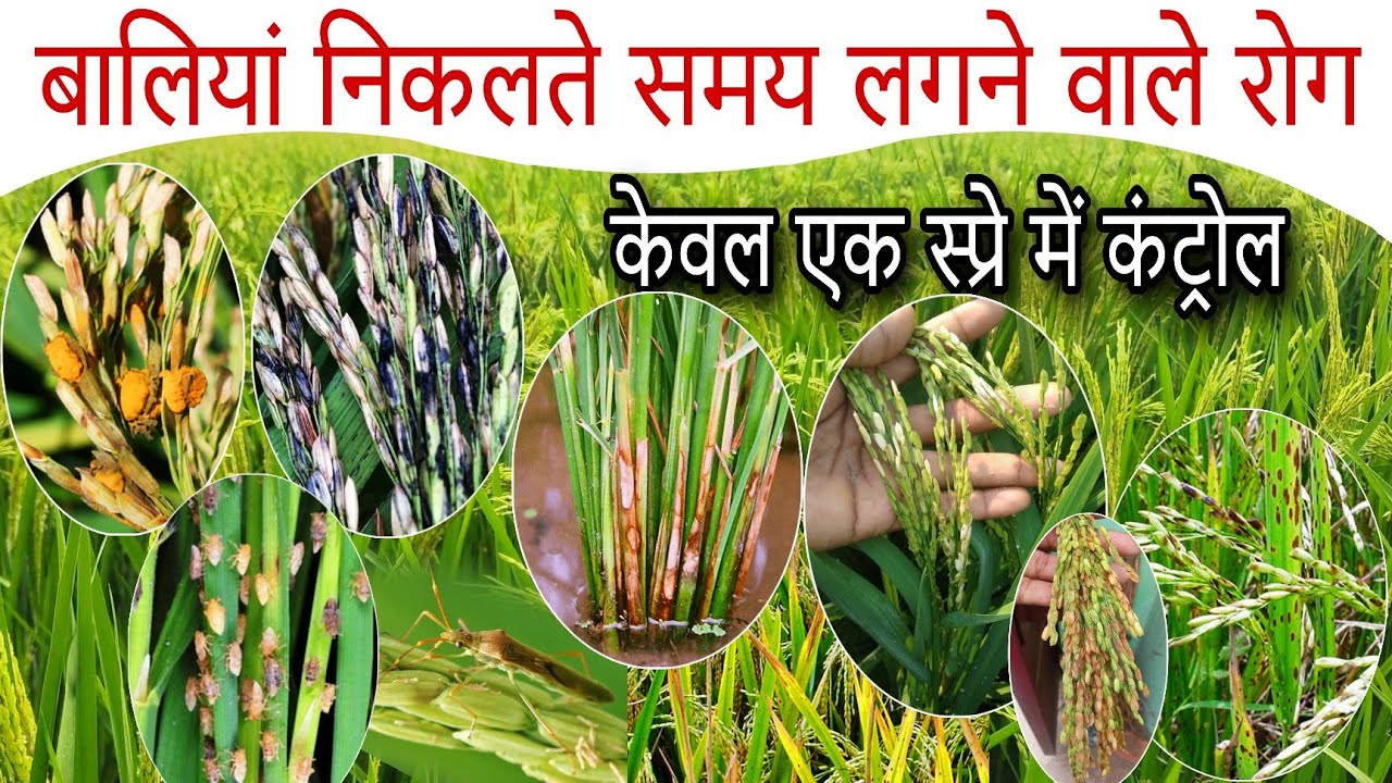 धान मे बालियां निकलते समय सबसे पावरफुल स्प्रे🌾dhan me bali nikalte samay kya dale🌾Dhan k rog control