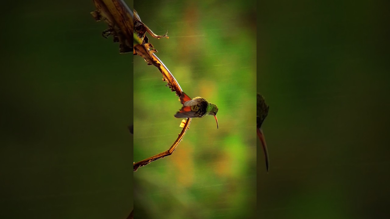 #birds #birdslover #birds_captures #birdsphotography #birdsplanet #photography #shorts #reels #india