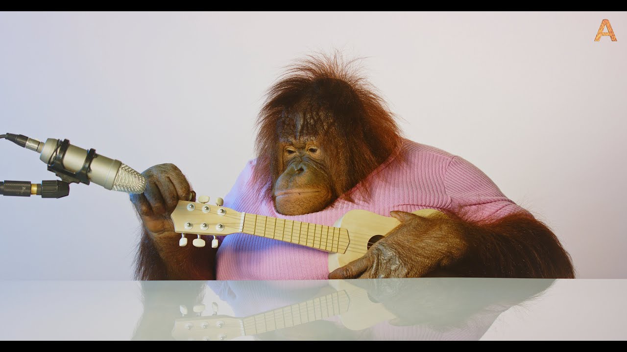 Animalia's Orangutan Rambo is a musical genius ASMR