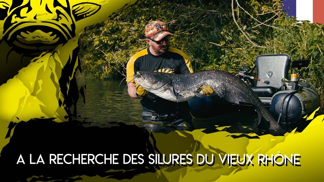 A La Recherche des Silures du vieux Rhone