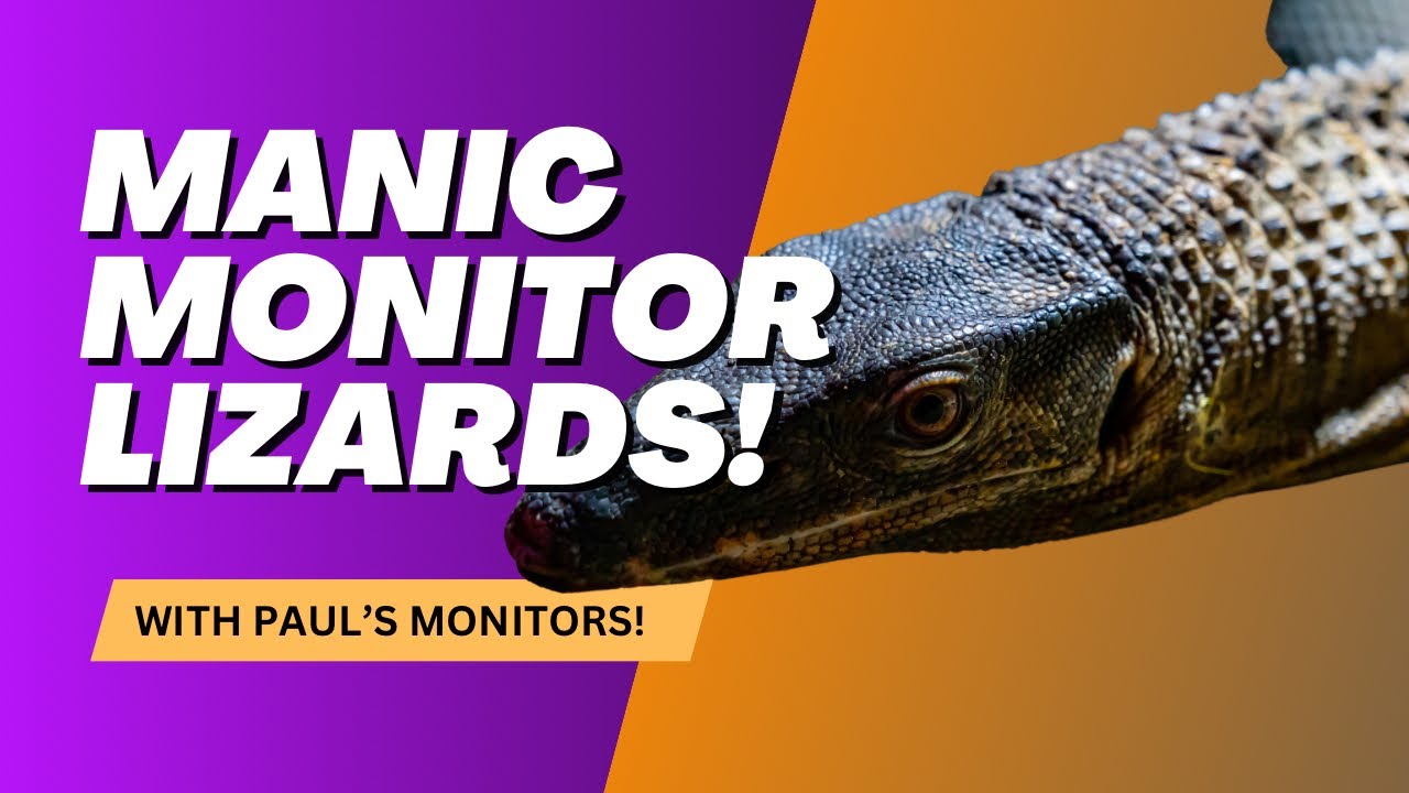 HANDLING MONITOR LIZARDS WITH PAUL'S MONITORS!
