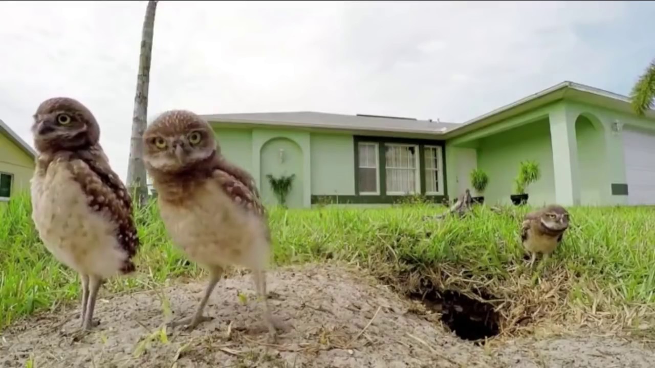 Gifs With Sound #31(5K special Let's Partyyyyy)