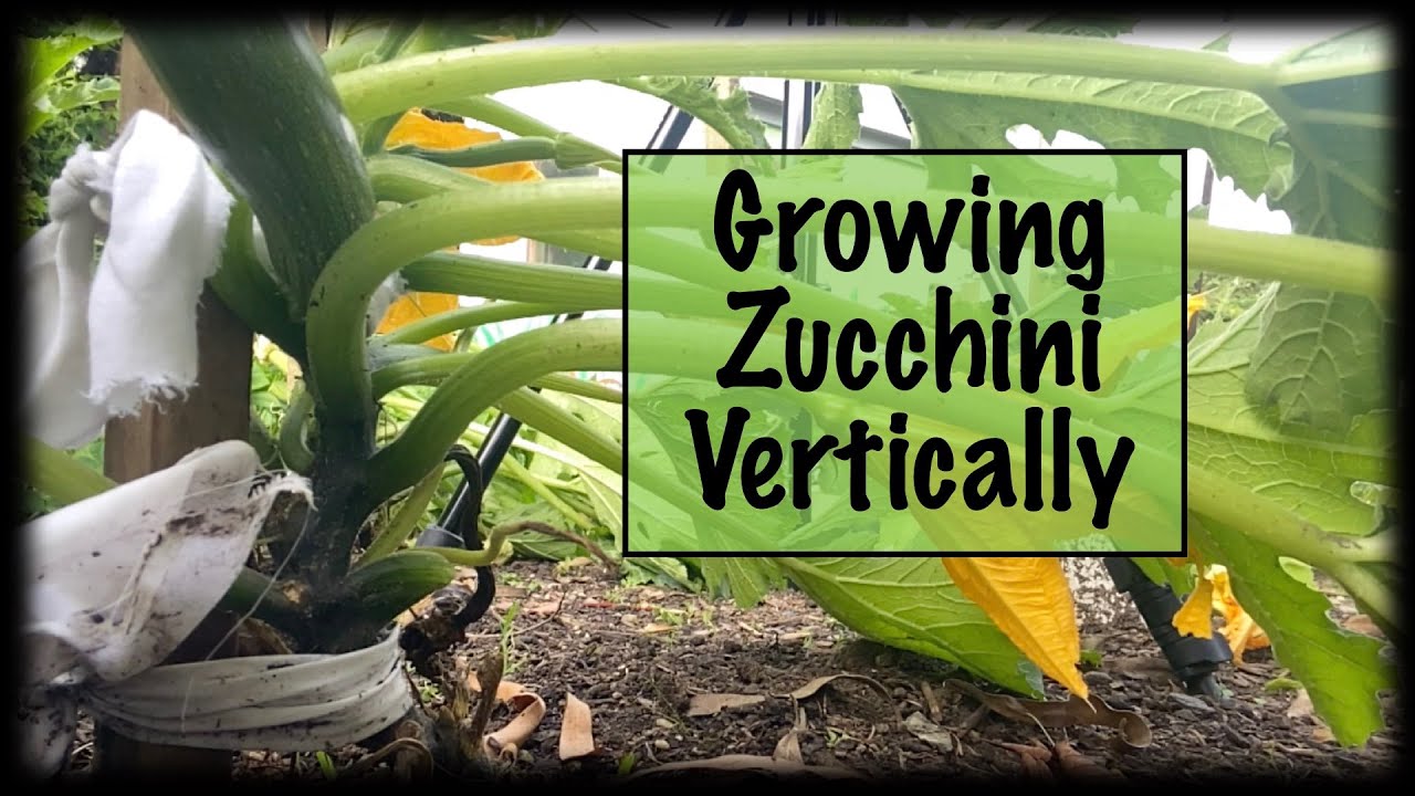 Growing Zucchini Vertically