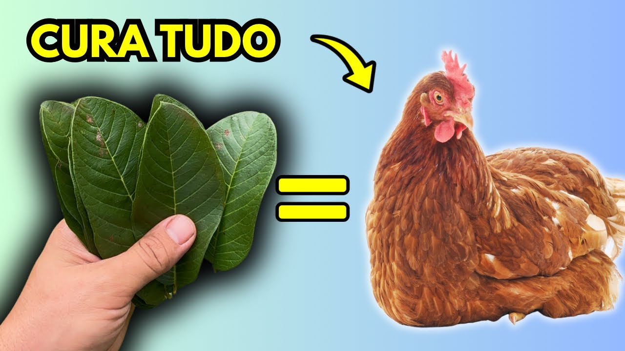 MELHOR REMÉDIO CASEIRO PARA TER GALINHA SAUDÁVEL E FORTE!!! [COMPROVADO]