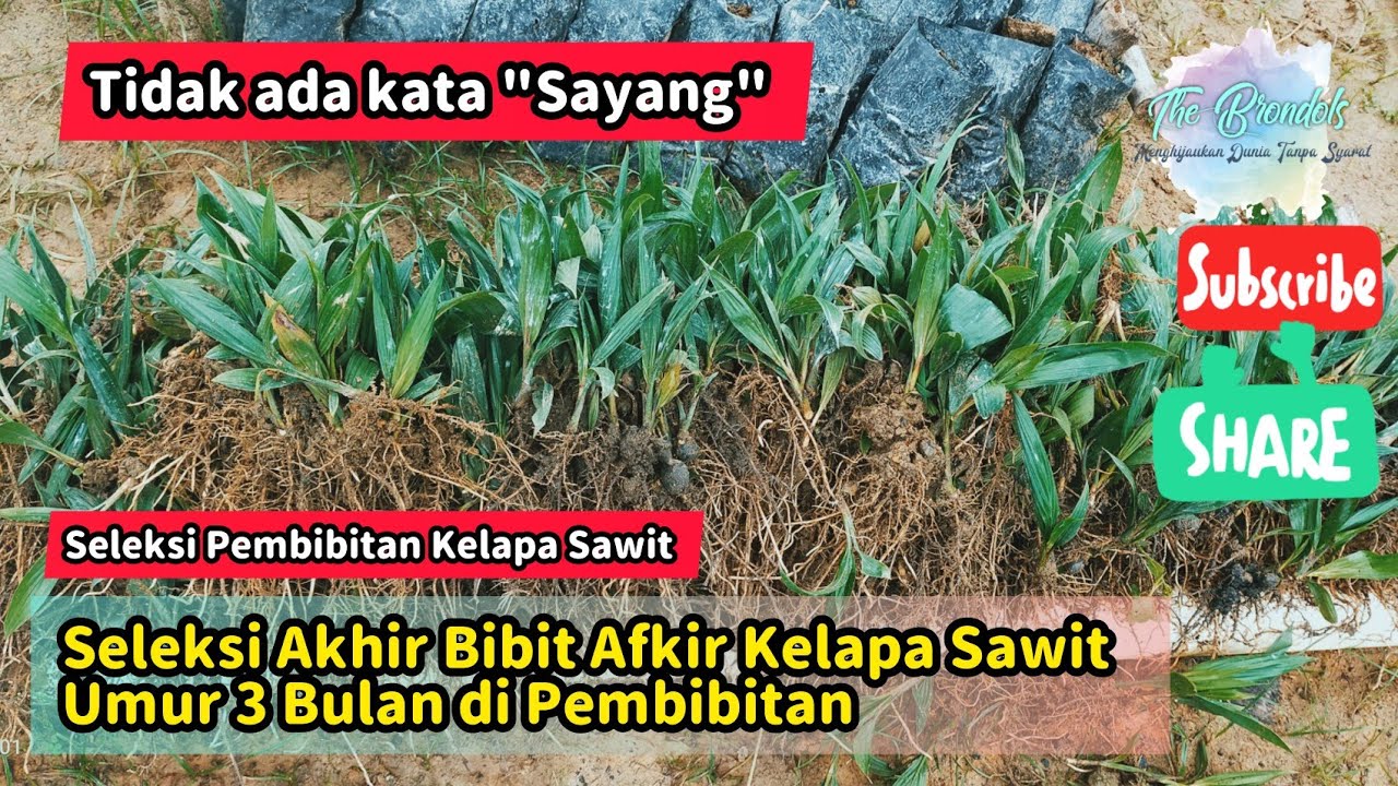 Seleksi Akhir Bibit Afkir Kelapa Sawit Umur 3 Bulan di Pembibitan
