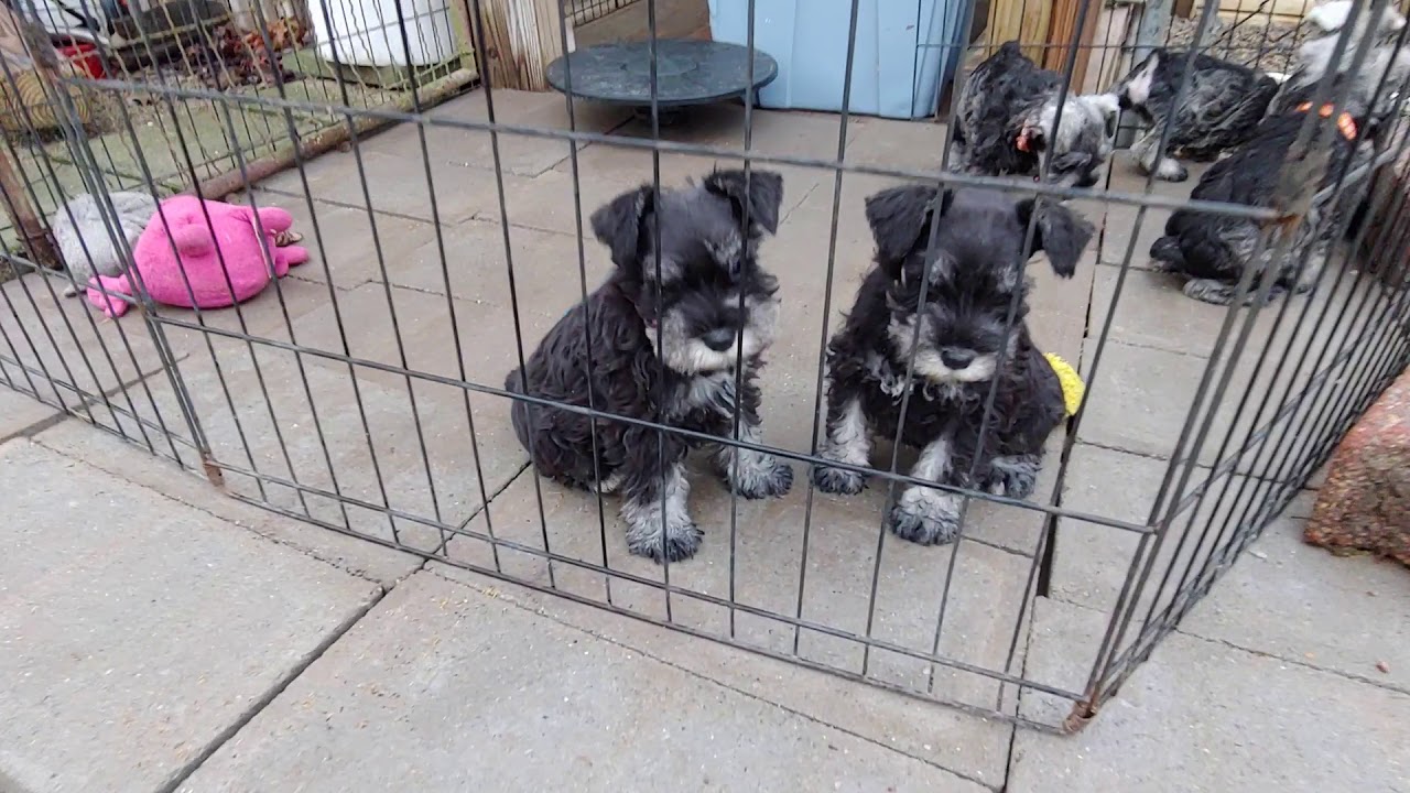 Tira/Gunner x Oprah/Stanley 3/19/2020