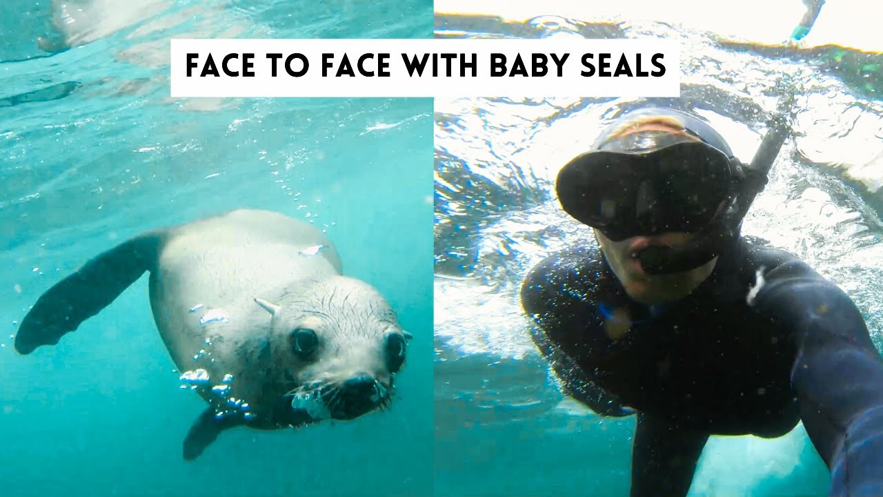 Swimming with Seal Pups | Cape Town, South Africa