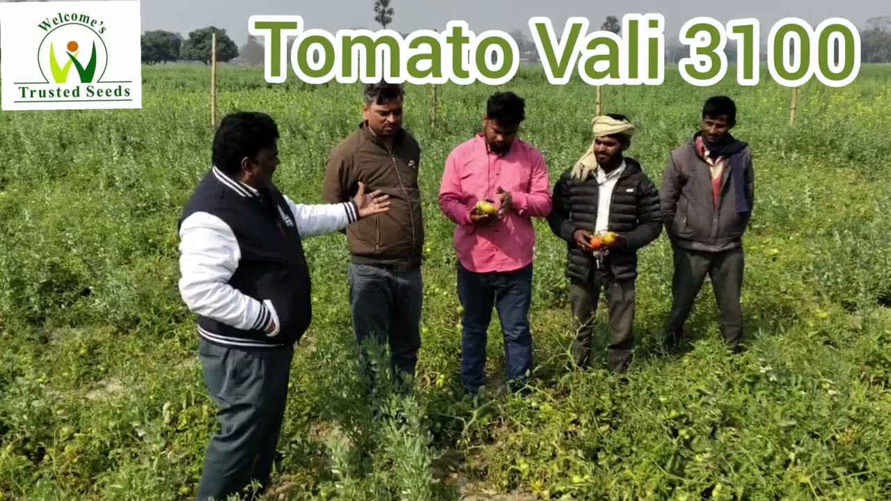 Tomato WS 3100 , East Champaran Bihar February 2026