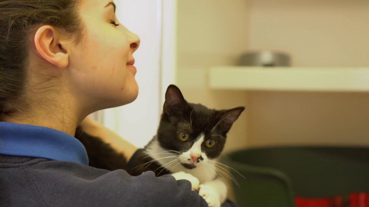Power NI supports Assisi Animal Sanctuary