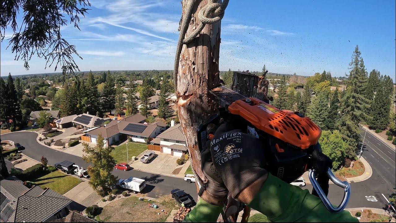 Redwood removal, all rigging, speed lining