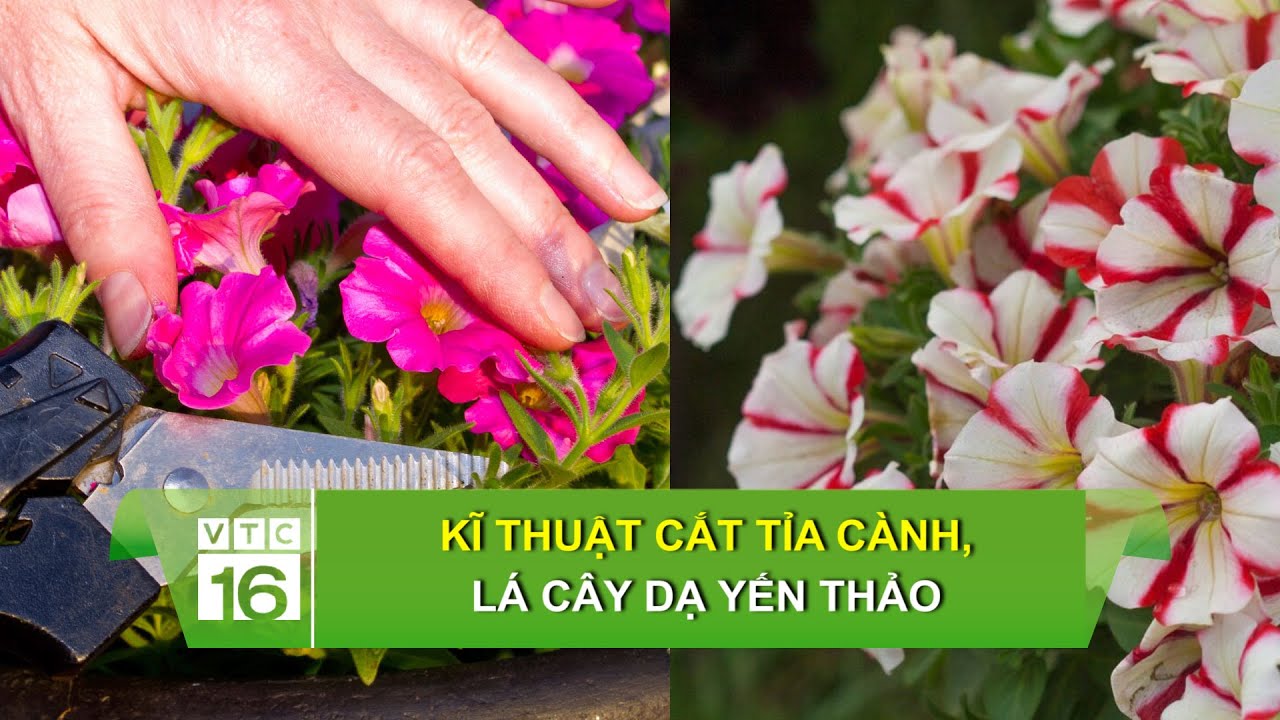 Kĩ thuật cắt tỉa cành, lá cây dạ yến thảo | VTC16