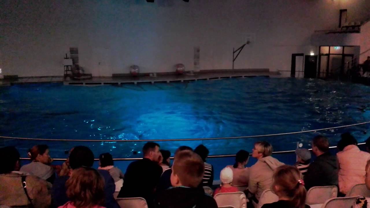 Delfinarija 2 reize