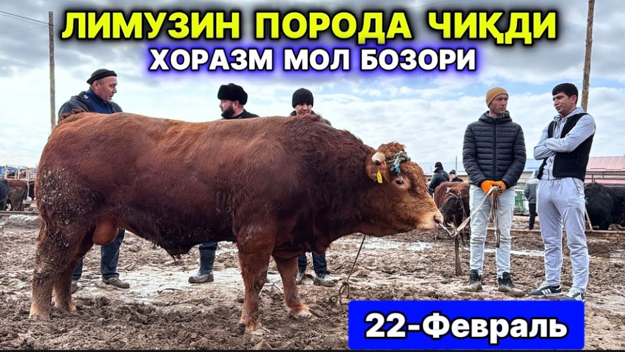 ЛИМУЗИН ПОРОДА ЧИҚДИ ХОРАЗМ МОЛ БОЗОРИ УРГАНЧ 22-февраля 2026 г.
