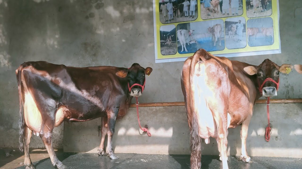 Punjab bali Jersey for sale at Sidhu dairy farm Kalala,mob-62801-07626 and 94782-63916