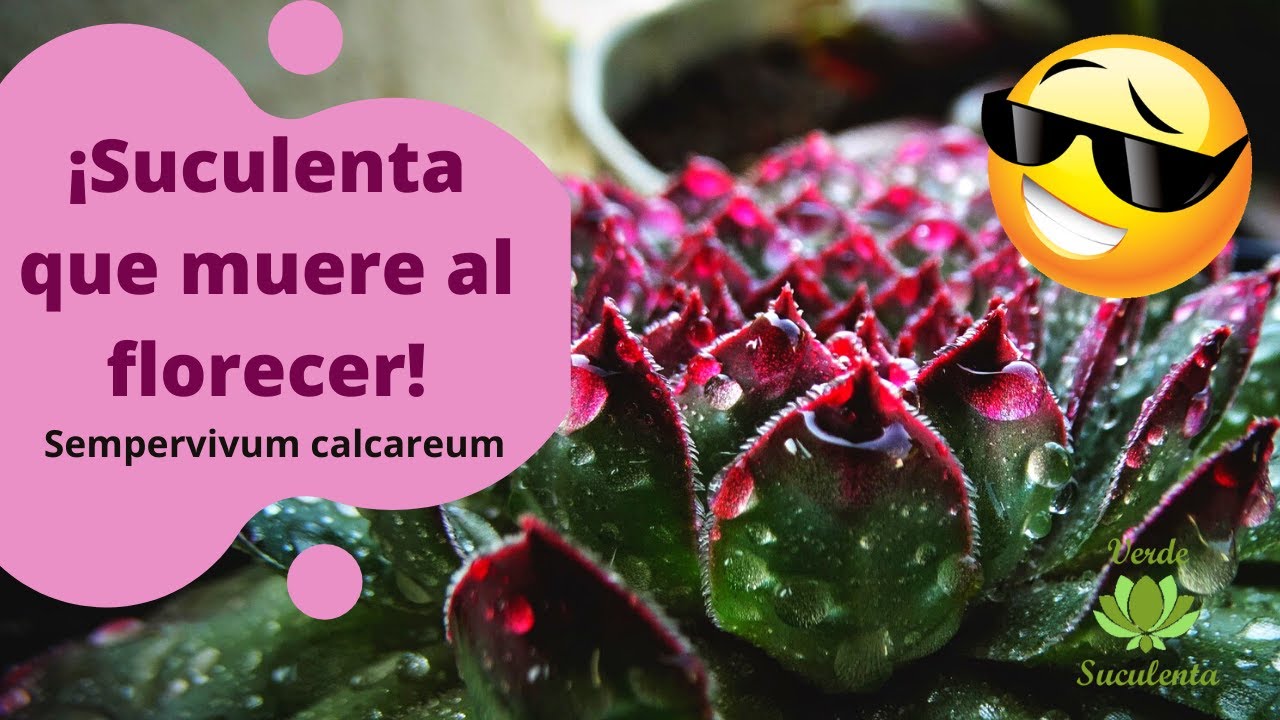 UÑA de SEÑORITA. Sempervivum calcareum.