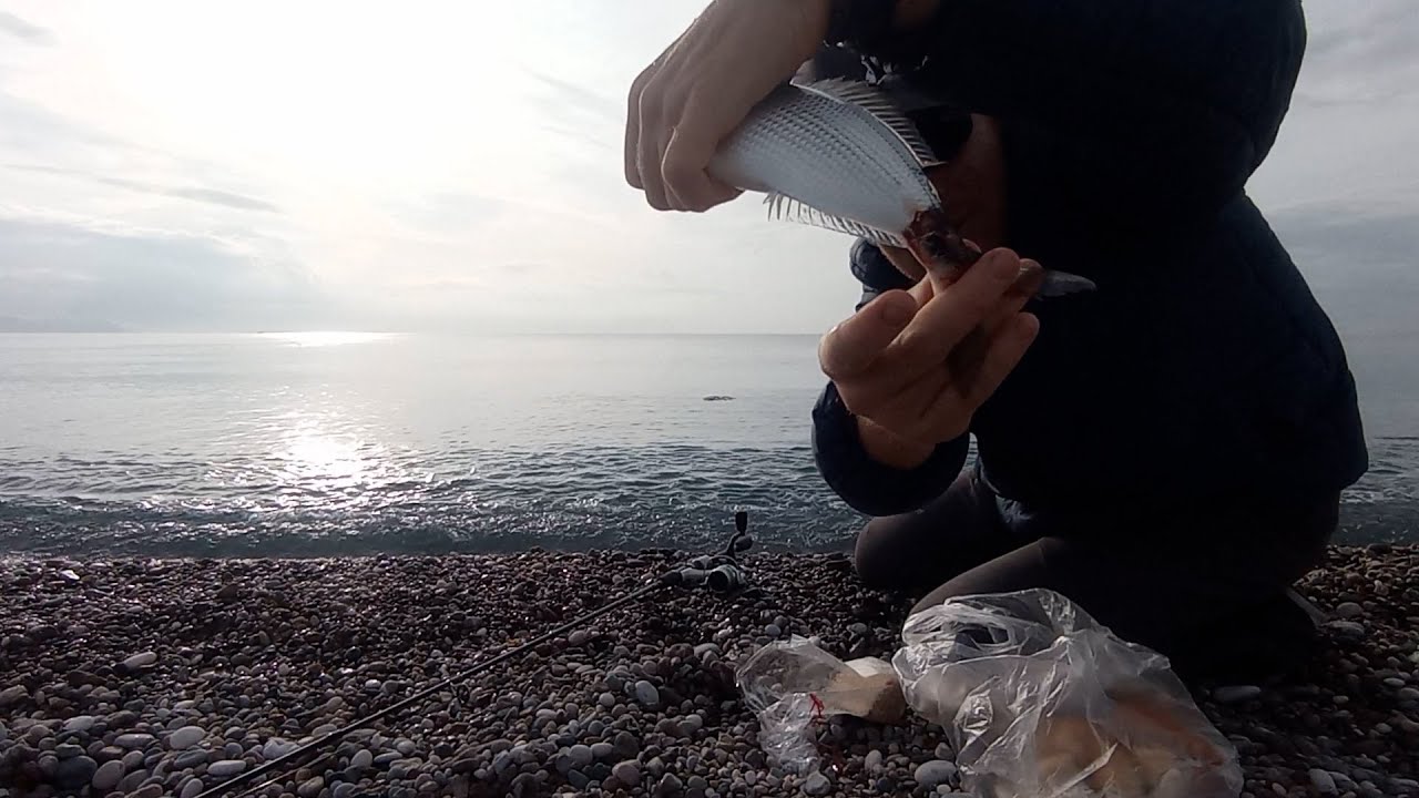 Melanura Baraküda saldırısı