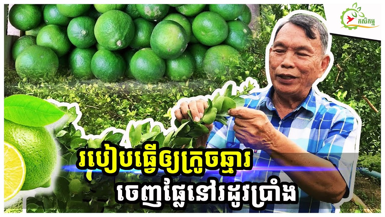 បច្ចេកទេសដាំក្រូចឆ្មារឲ្យចេញផ្លែខុសរដូវ លក់បានថ្លៃ ខណៈកសិករដាំមិនសូវបានផល តម្លៃឡើងខ្ពស់ទ្វេដង
