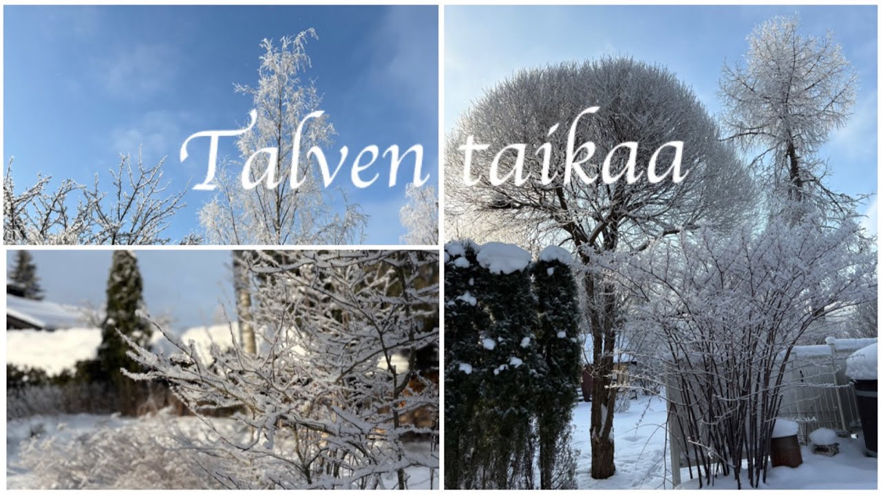 Talven taikaa ja mustikan varvuissa marjoja 🤩 sekä ostoksia ja kukkia 🌸❄️