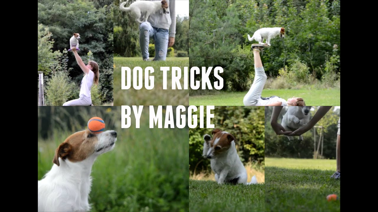 Dog tricks by Maggie the Jack Russell terrier