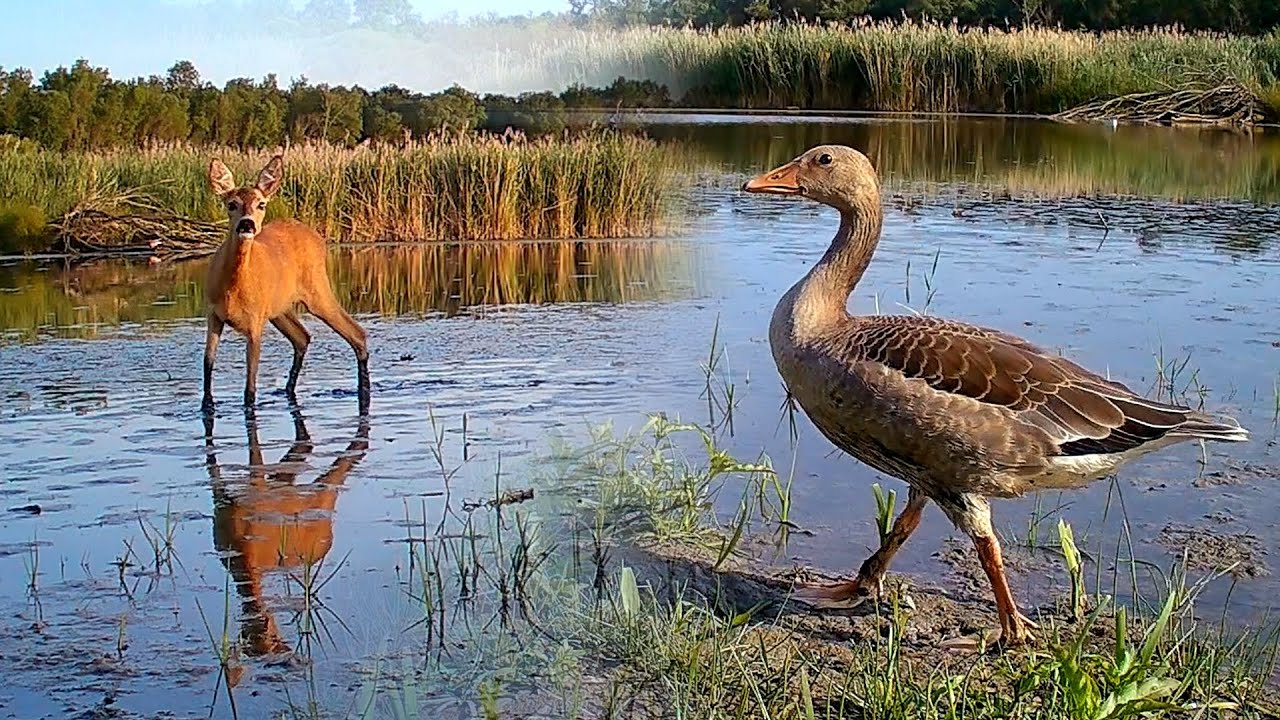 Czech Wildlife Through Trail Cameras / June 2025