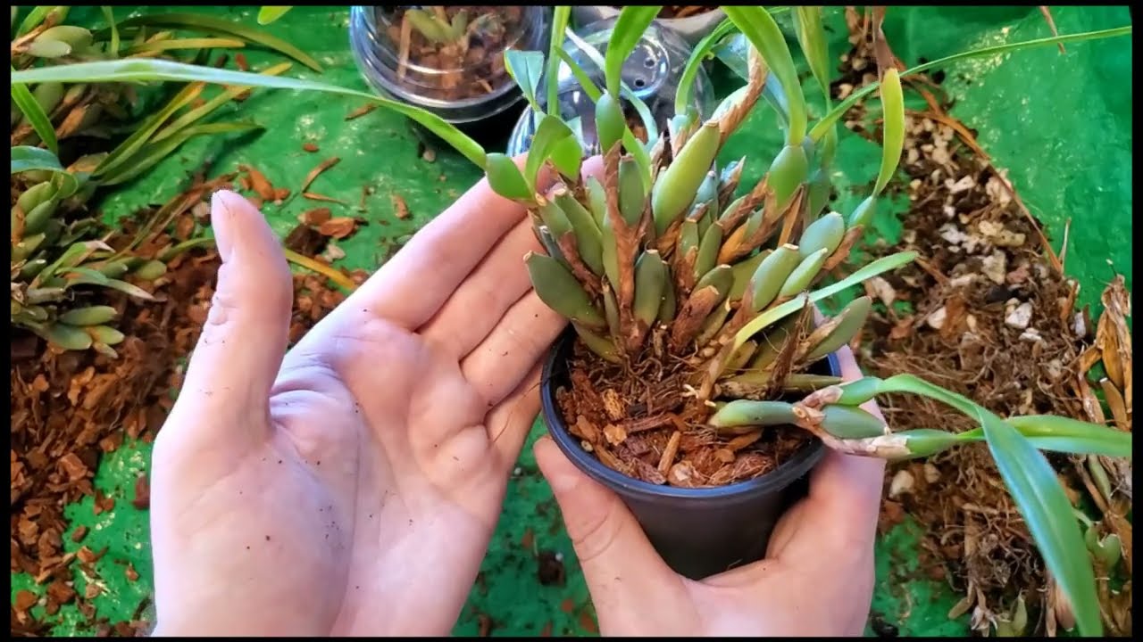 Maxillaria variabilis — давайте разделим и пересадим
