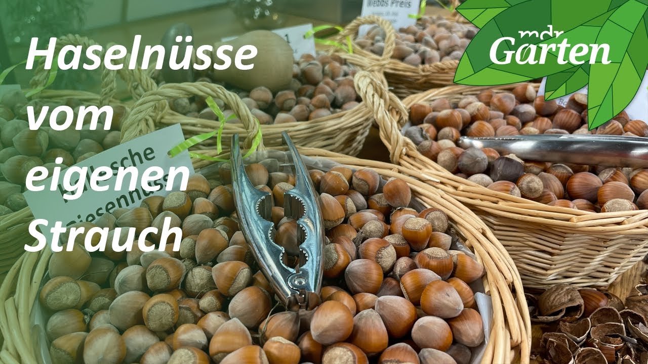 Einen Haselnussstrauch pflanzen und pflegen | MDR Garten